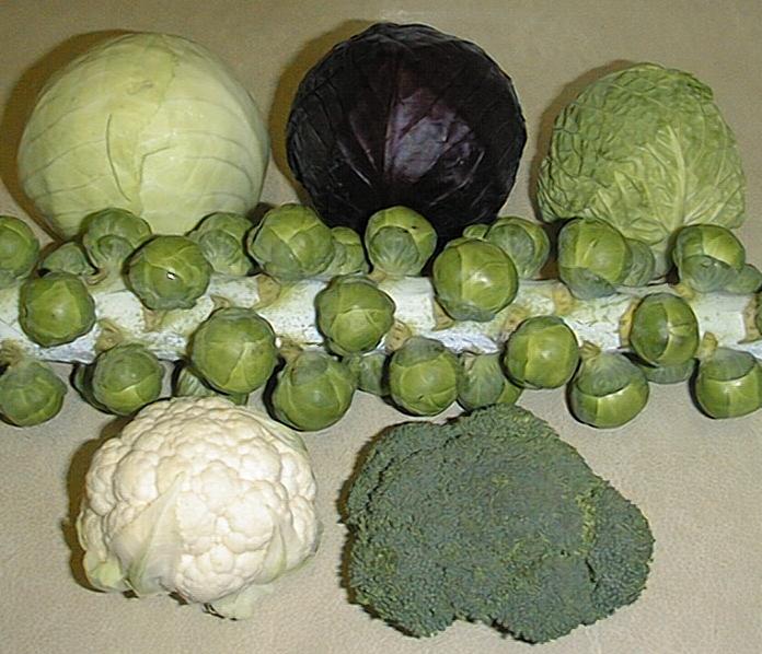 Brassica oleracea Cultivars