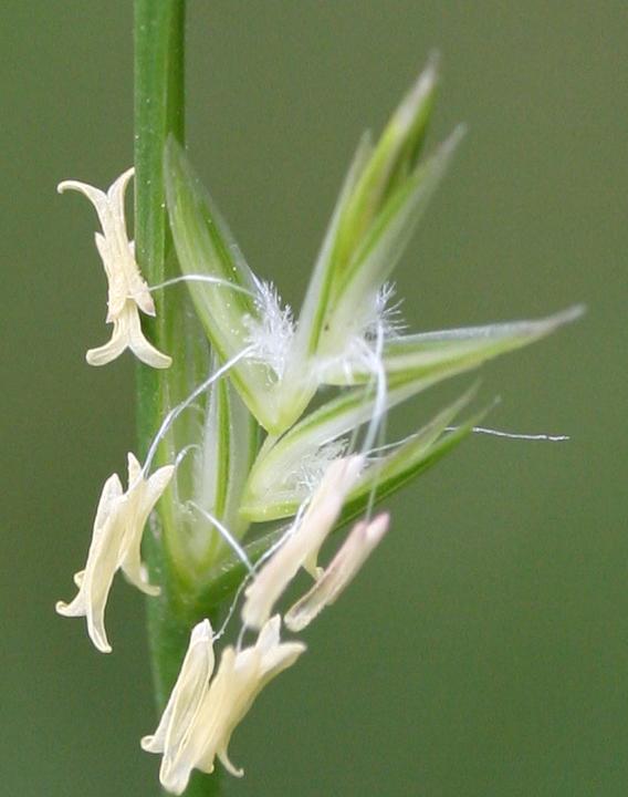 Lolium perenne at anthesis