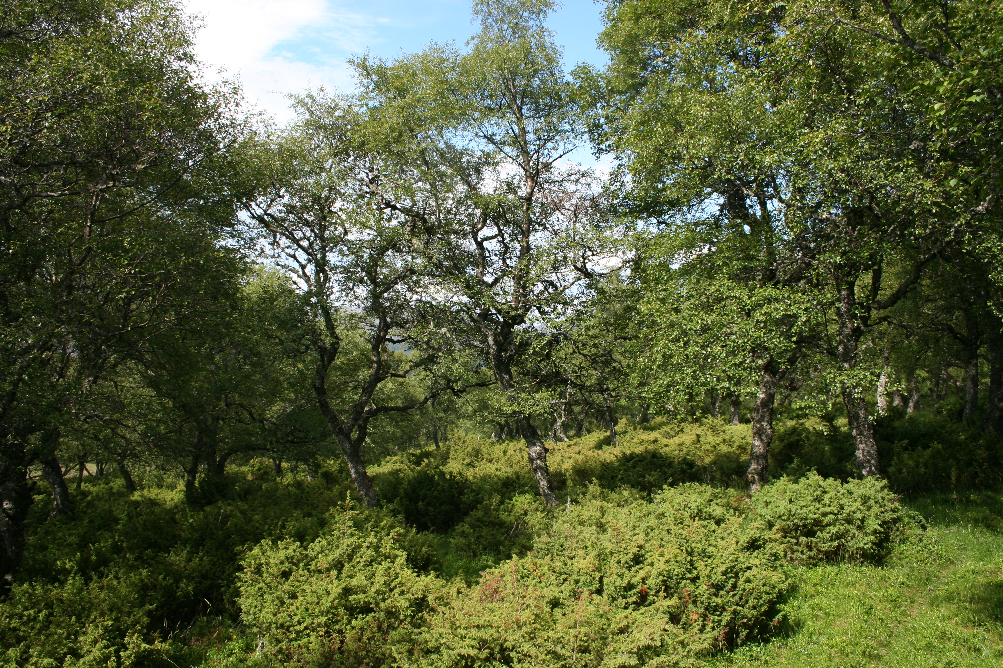 Morrone Birkwood ~ Braemar
