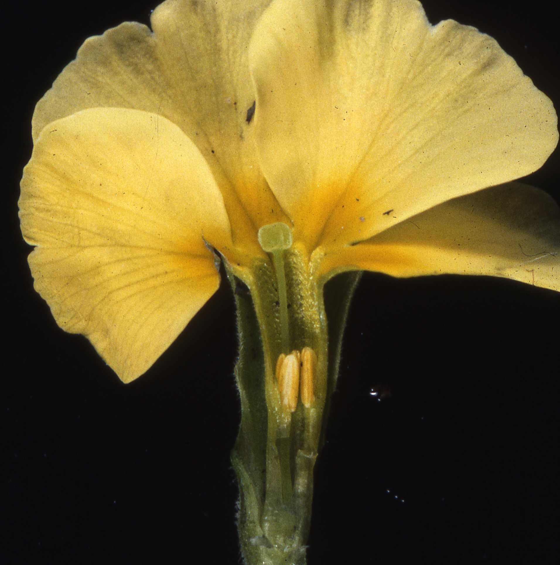 Primula vulgaris PIN